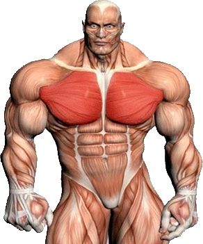 5 טיפים לחזה גדול יותר