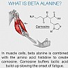 �� �� Beta-Alanine?